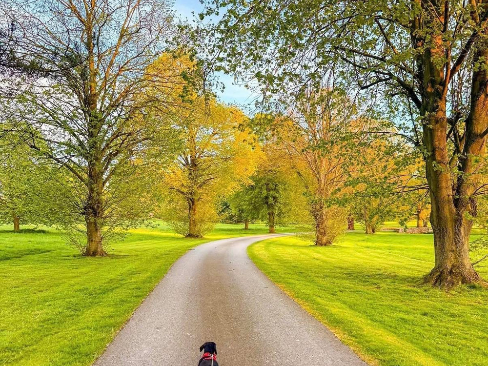 Tree-lined park road at Vale of York Country Park