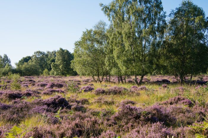 The Yorkshire wood with purple flowers